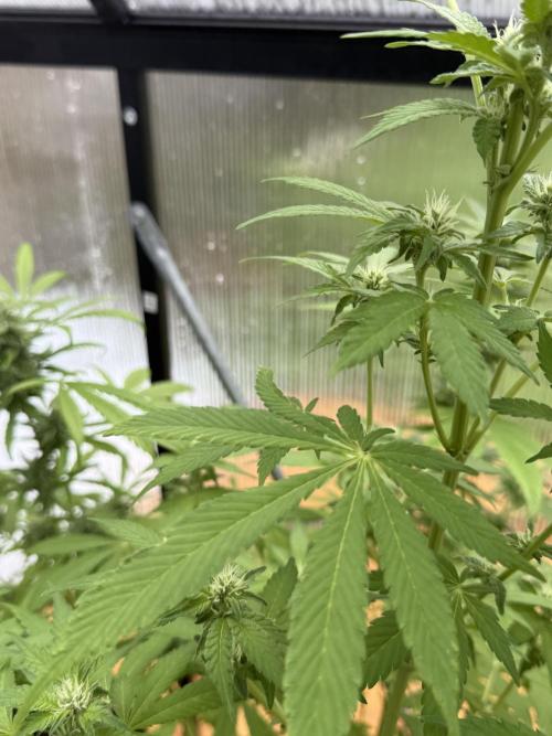 Tropic Gem Texas Green House Grow. Week 9