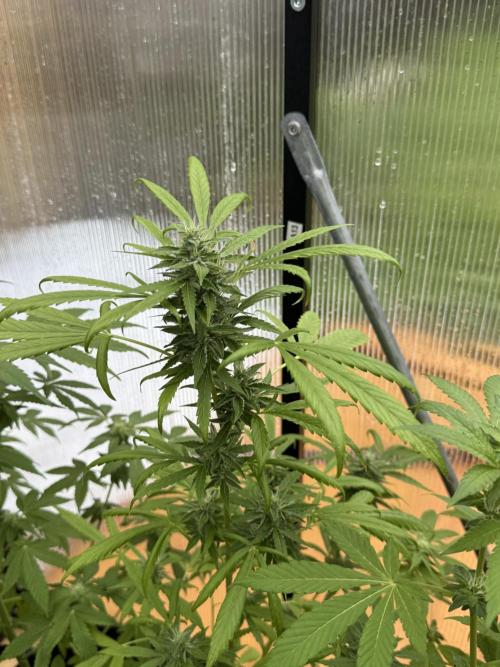 Tropic Gem Texas Green House Grow. Week 9