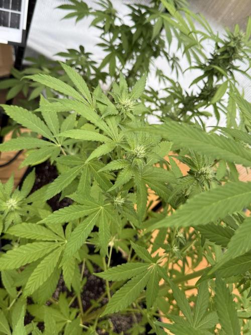 Tropic Gem Texas Green House Grow. Week 9