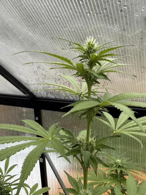 Tropic Gem Texas Green House Grow. Week 9