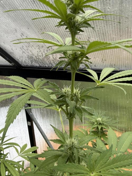 Tropic Gem Texas Green House Grow. Week 9
