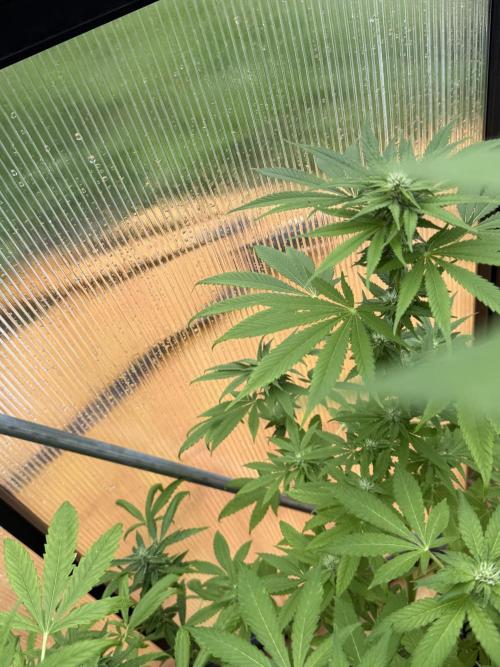 Tropic Gem Texas Green House Grow. Week 9