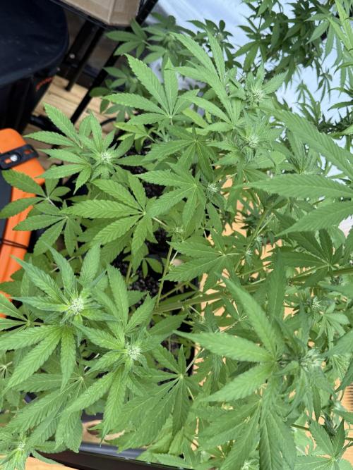 Tropic Gem Texas Green House Grow. Week 9