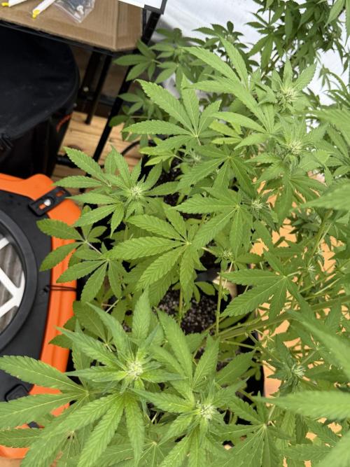 Tropic Gem Texas Green House Grow. Week 9