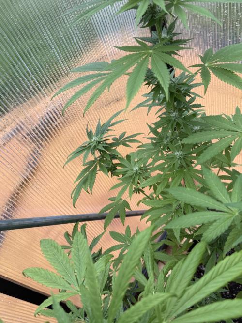 Tropic Gem Texas Green House Grow. Week 9