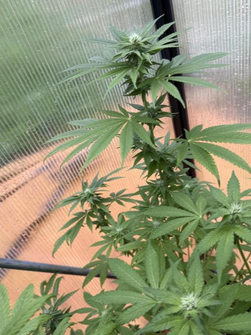 Tropic Gem Texas Green House Grow. Week 9