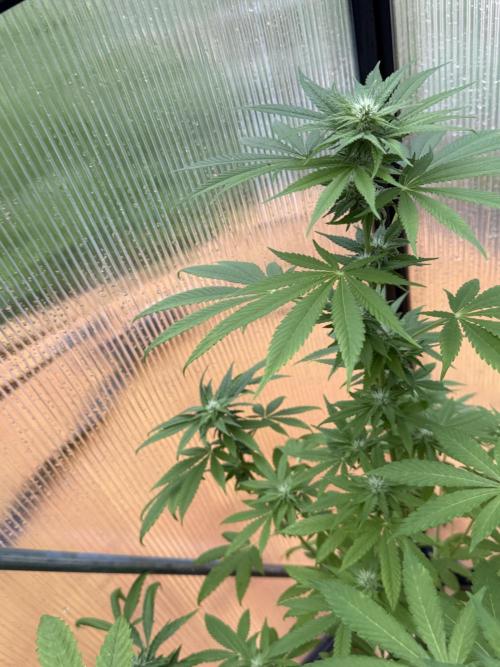Tropic Gem Texas Green House Grow. Week 9