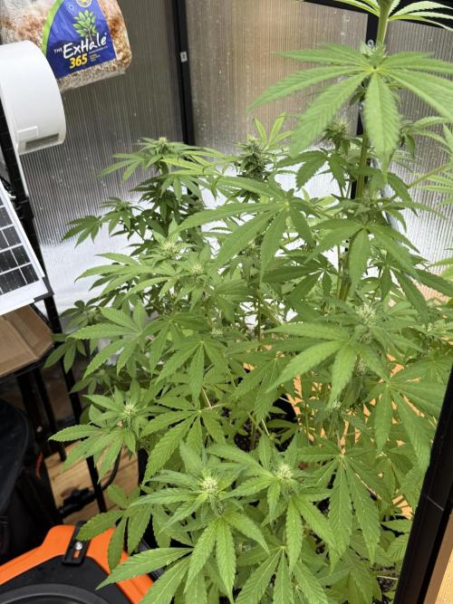 Tropic Gem Texas Green House Grow. Week 9