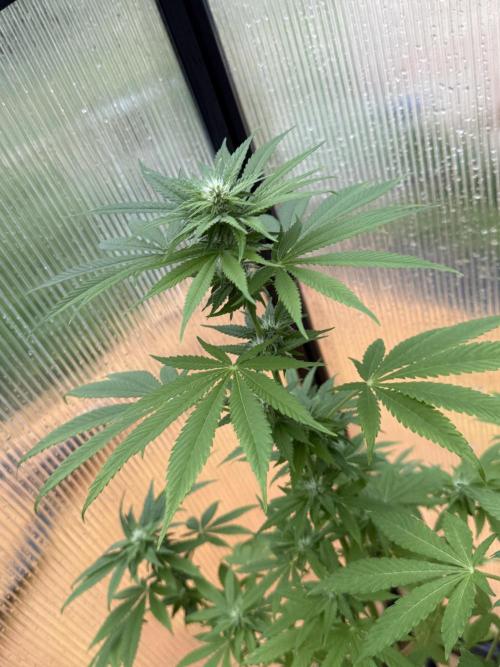 Tropic Gem Texas Green House Grow. Week 9