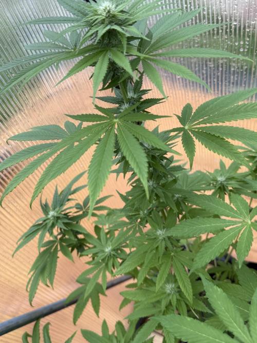 Tropic Gem Texas Green House Grow. Week 9