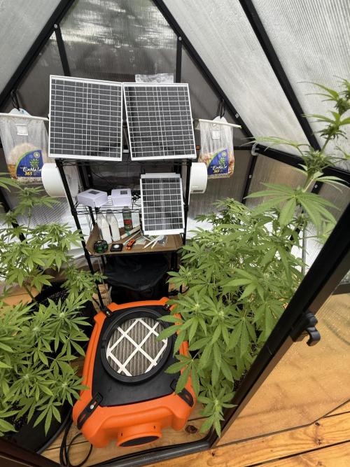 Tropic Gem Texas Green House Grow. Week 9