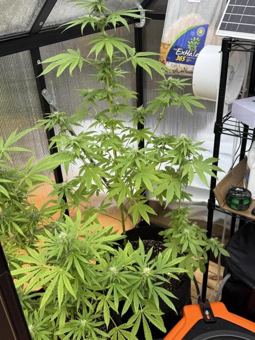 Tropic Gem Texas Green House Grow. Week 9