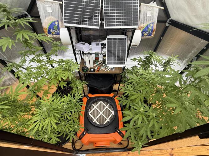 Tropic Gem Texas Green House Grow. Week 9