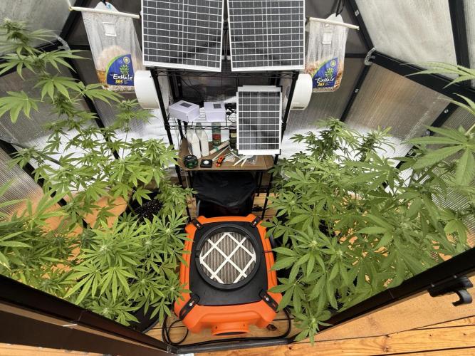Tropic Gem Texas Green House Grow. Week 9