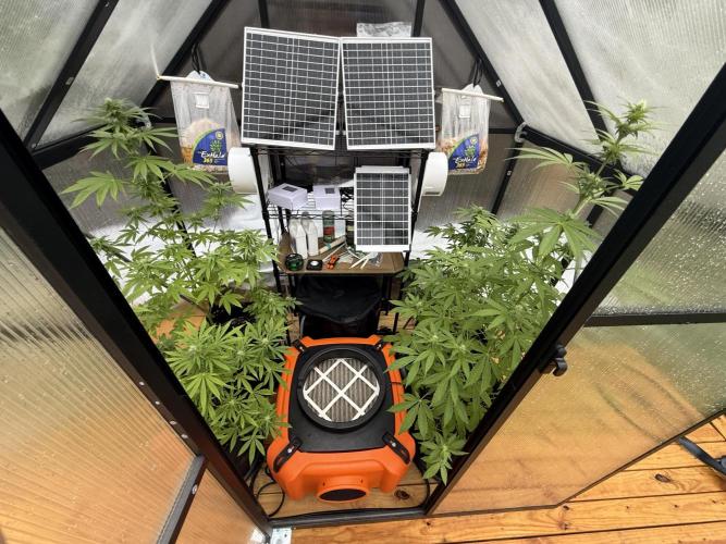 Tropic Gem Texas Green House Grow. Week 9