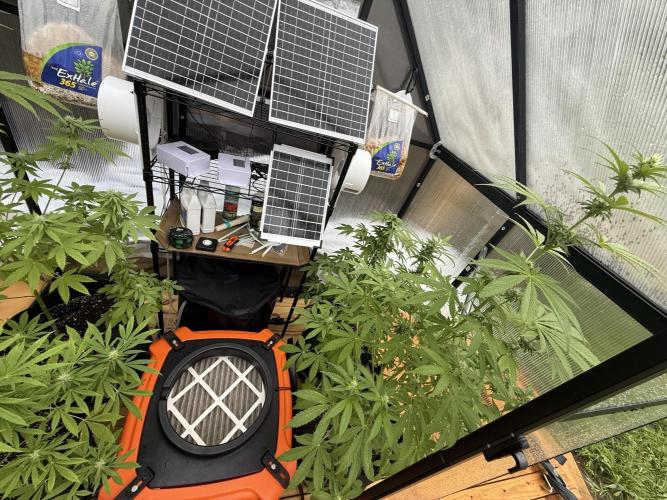 Tropic Gem Texas Green House Grow. Week 9
