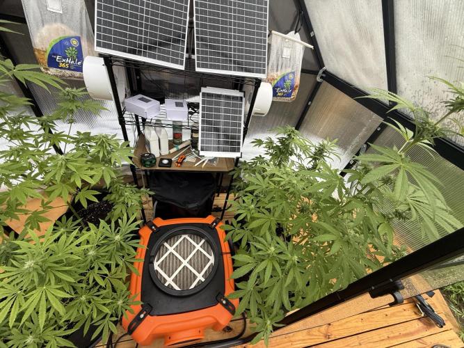 Tropic Gem Texas Green House Grow. Week 9
