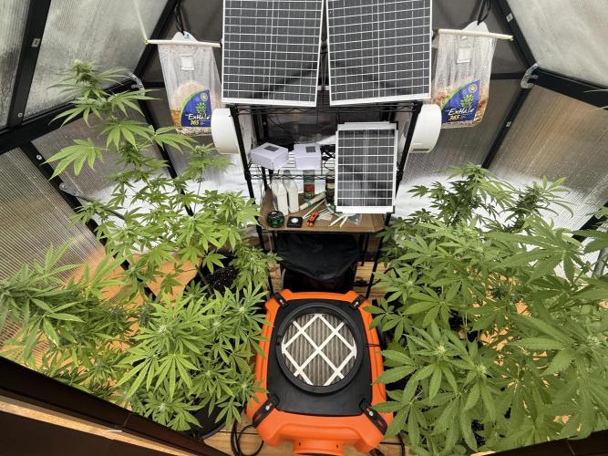 Tropic Gem Texas Green House Grow. Week 9