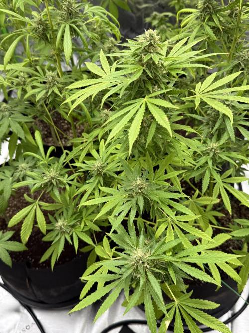 Tropic Gem Texas Green House Grow. Week 10