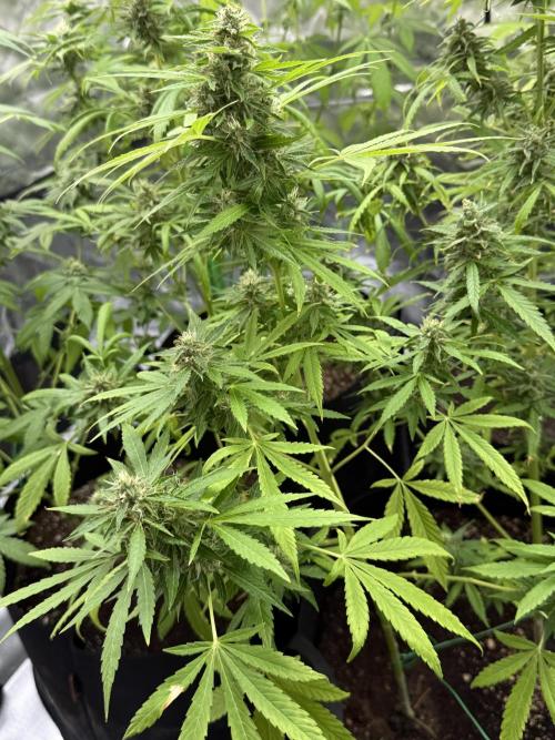 Tropic Gem Texas Green House Grow. Week 10