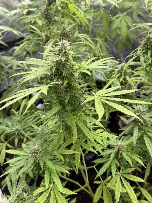 Tropic Gem Texas Green House Grow. Week 10