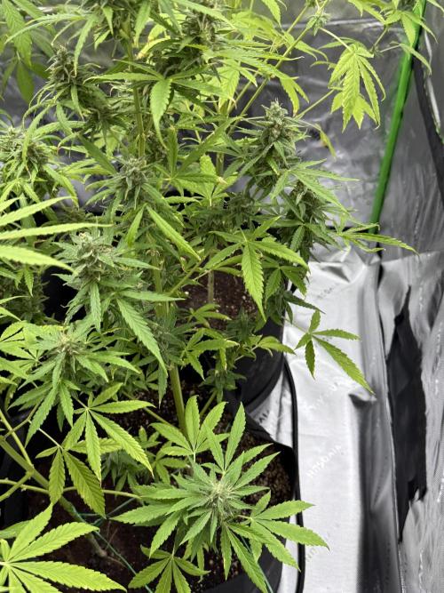 Tropic Gem Texas Green House Grow. Week 10