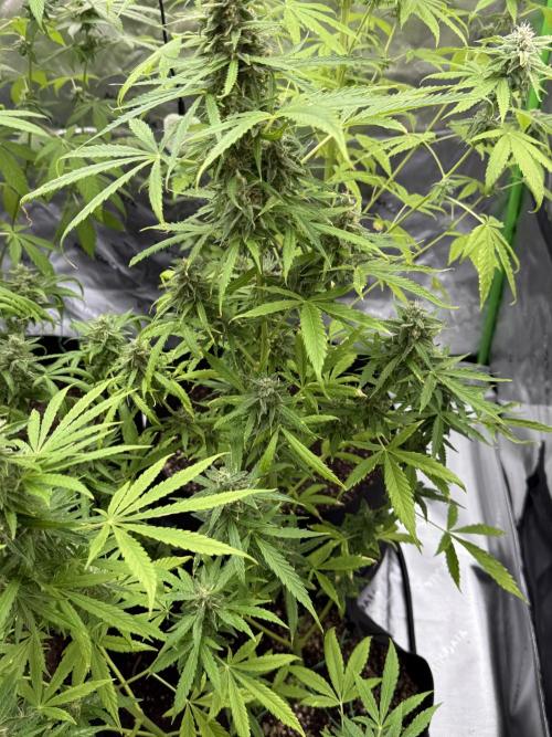 Tropic Gem Texas Green House Grow. Week 10