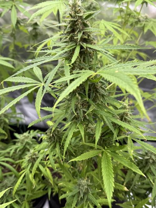 Tropic Gem Texas Green House Grow. Week 10