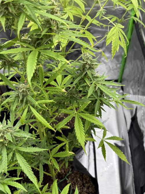 Tropic Gem Texas Green House Grow. Week 10