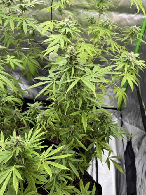 Tropic Gem Texas Green House Grow. Week 10