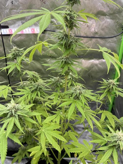 Tropic Gem Texas Green House Grow. Week 10