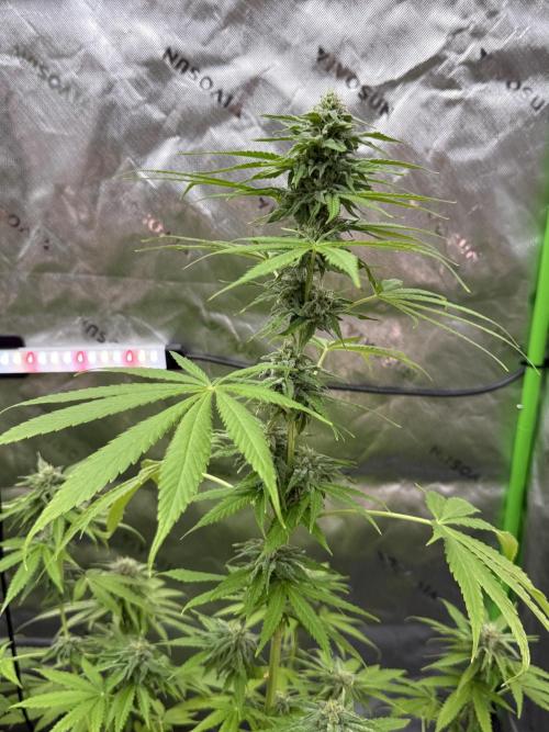 Tropic Gem Texas Green House Grow. Week 10