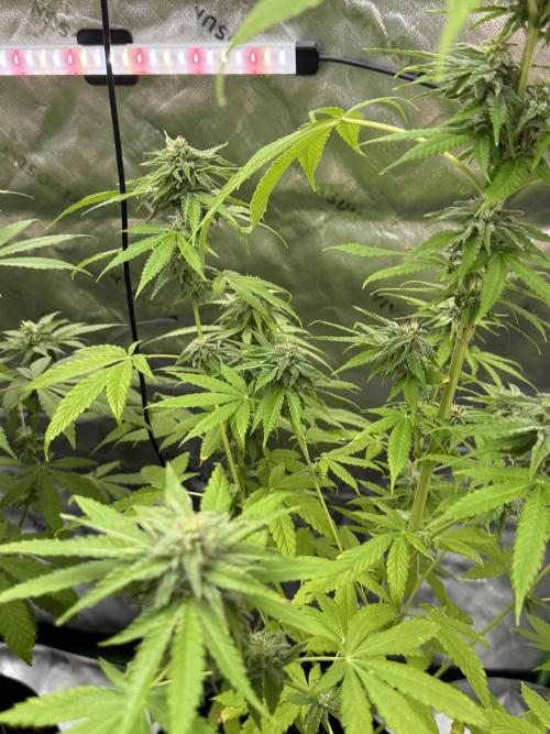 Tropic Gem Texas Green House Grow. Week 10