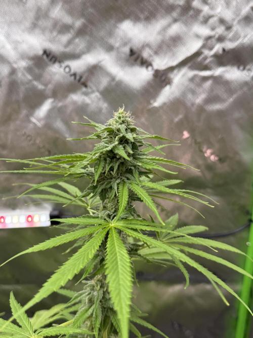 Tropic Gem Texas Green House Grow. Week 10