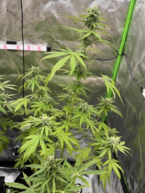 Tropic Gem Texas Green House Grow. Week 10