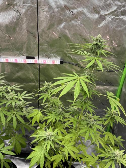 Tropic Gem Texas Green House Grow. Week 10