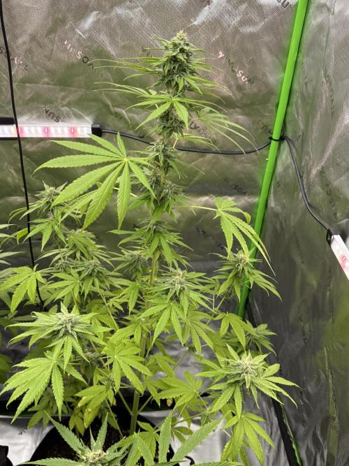 Tropic Gem Texas Green House Grow. Week 10