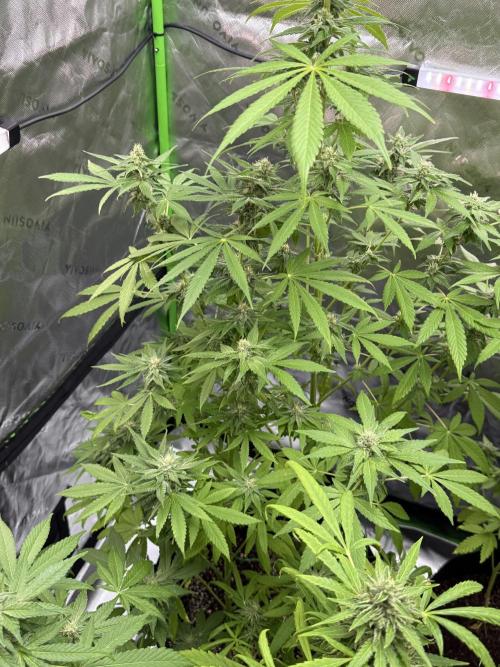Tropic Gem Texas Green House Grow. Week 10