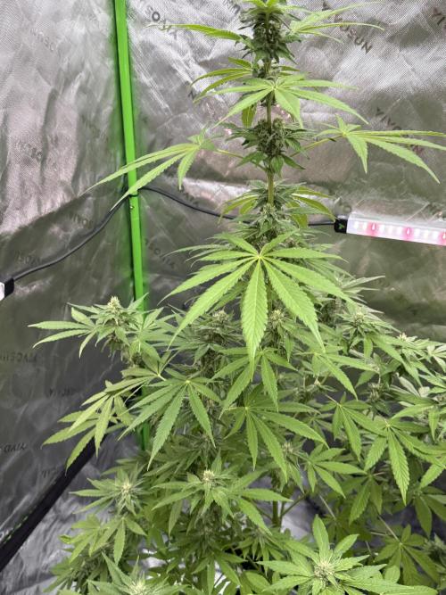 Tropic Gem Texas Green House Grow. Week 10
