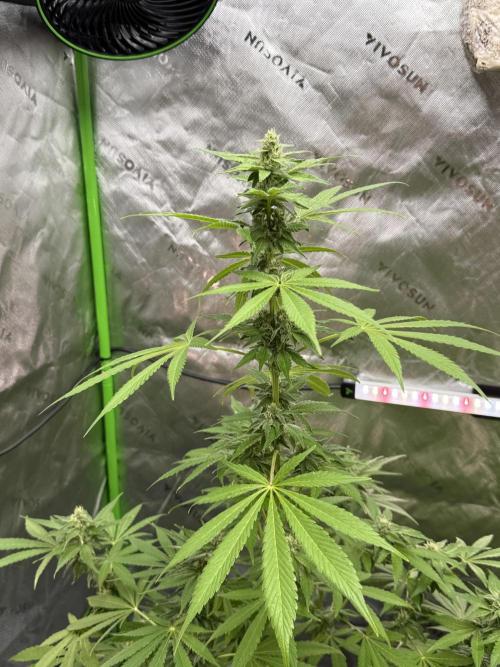 Tropic Gem Texas Green House Grow. Week 10