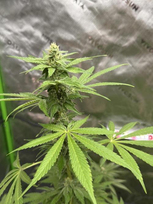 Tropic Gem Texas Green House Grow. Week 10