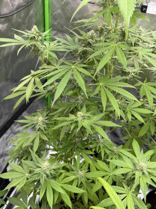 Tropic Gem Texas Green House Grow. Week 10