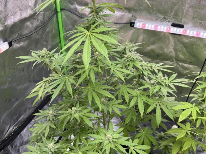 Tropic Gem Texas Green House Grow. Week 10