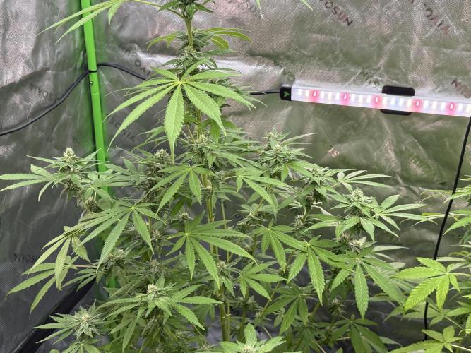 Tropic Gem Texas Green House Grow. Week 10