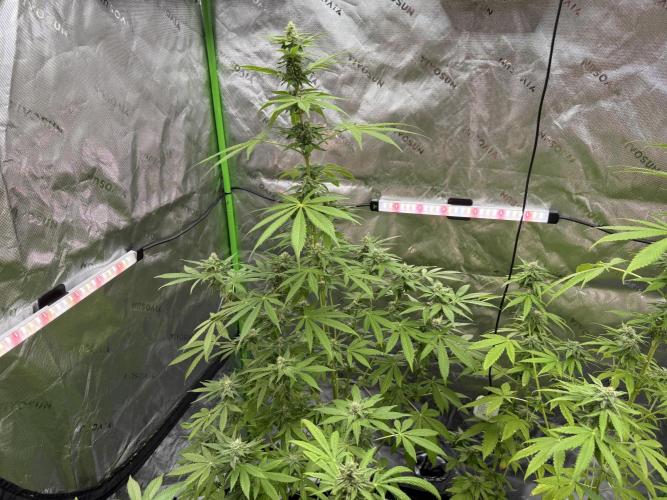 Tropic Gem Texas Green House Grow. Week 10