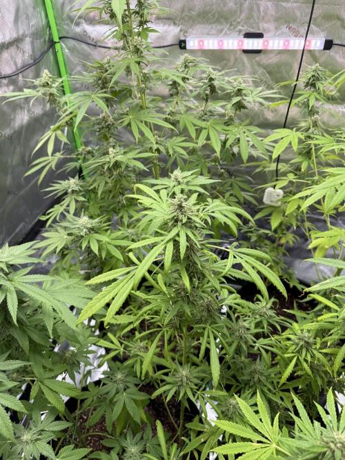 Tropic Gem Texas Green House Grow. Week 10