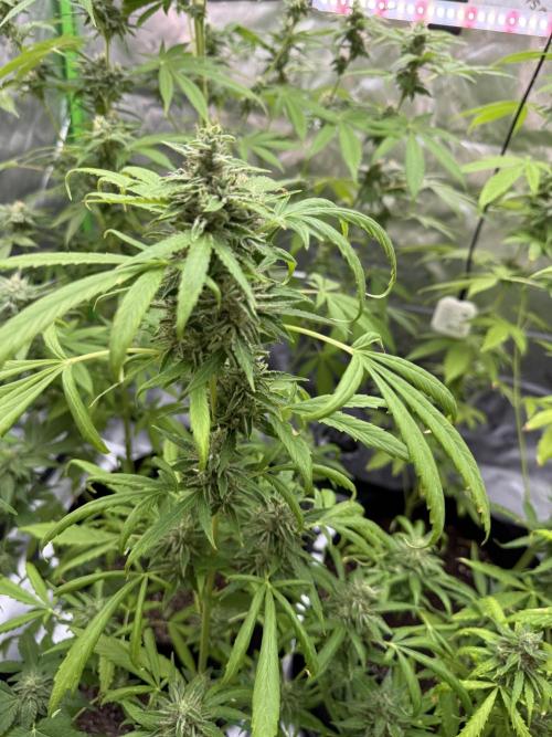 Tropic Gem Texas Green House Grow. Week 10