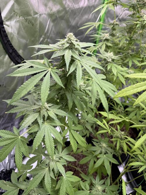 Tropic Gem Texas Green House Grow. Week 10
