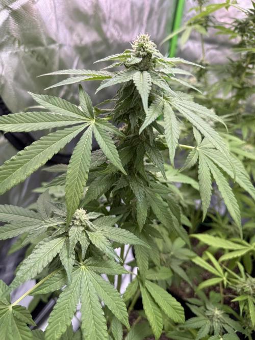 Tropic Gem Texas Green House Grow. Week 10