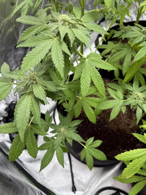 Tropic Gem Texas Green House Grow. Week 10